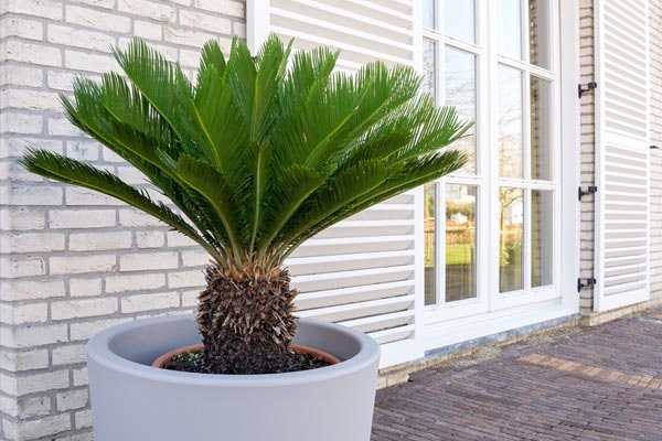 نگهداری سیکاس در گلدان